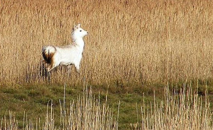 英国摄影师首次拍到成对白色梅花鹿(图1)